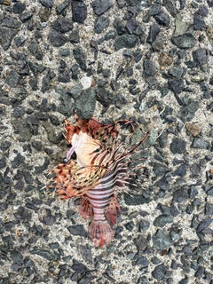 ミノカサゴの釣果