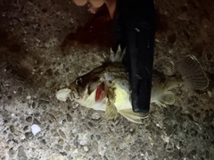 ソイの釣果