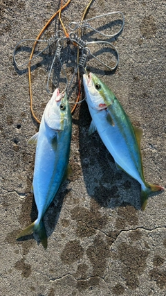 ツバスの釣果