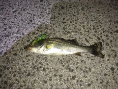 セイゴ（マルスズキ）の釣果