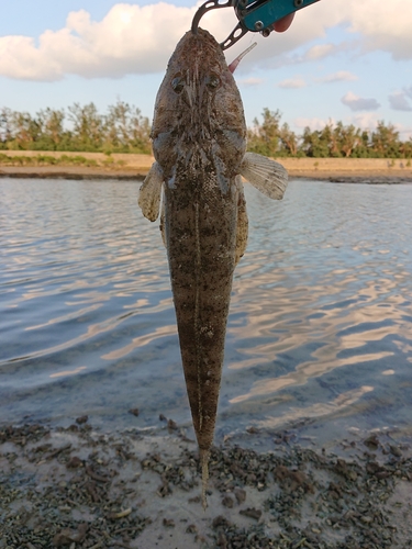 コチの釣果