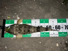 マゴチの釣果