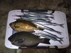 サヨリの釣果