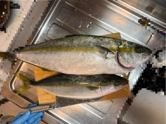 ワラサの釣果