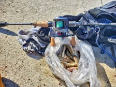 マハゼの釣果