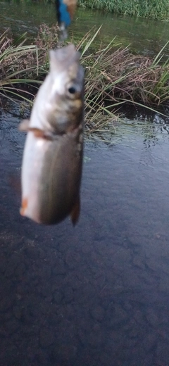 ウグイの釣果