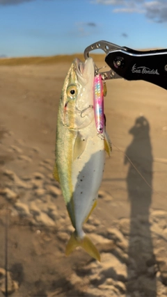 ワカシの釣果
