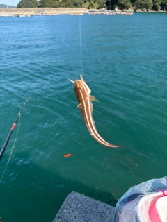 ゴンズイの釣果