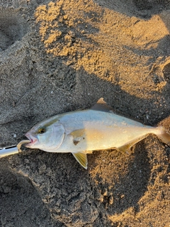 ショゴの釣果