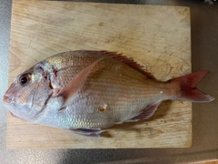 タイの釣果