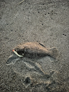 ソゲの釣果