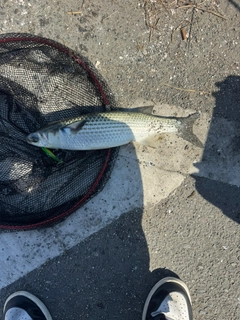 ボラの釣果
