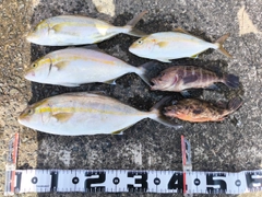 ネリゴの釣果