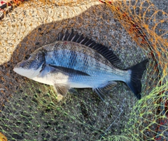 チヌの釣果