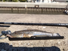 マハゼの釣果