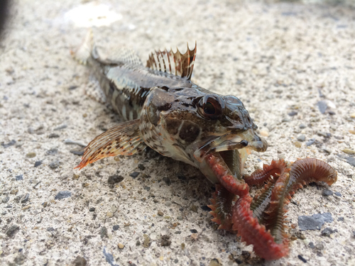 アサヒアナハゼの釣果