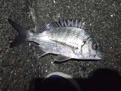 チヌの釣果