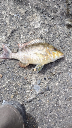 ハマフエフキの釣果