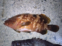 キジハタの釣果