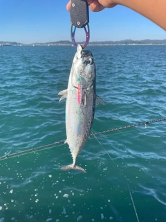 ソウダガツオの釣果