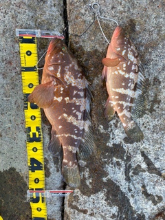 アコウの釣果
