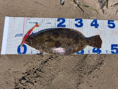 ヒラメの釣果