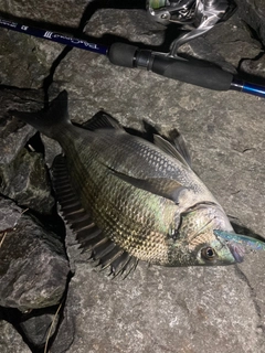 クロダイの釣果