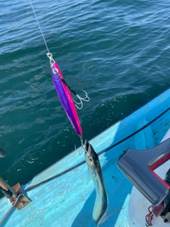 タチウオの釣果