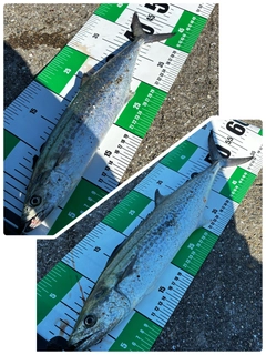 サゴシの釣果