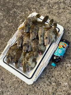 カワハギの釣果