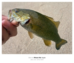 スモールマウスバスの釣果