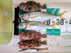 アジの釣果