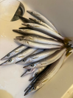 アカカマスの釣果