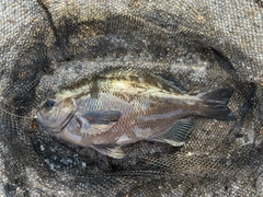 メジナの釣果