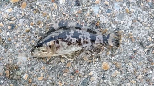 タケノコメバルの釣果