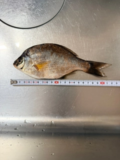 ウミタナゴの釣果