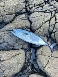 スマガツオの釣果