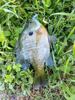 ブルーギルの釣果