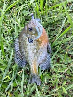 ブルーギルの釣果