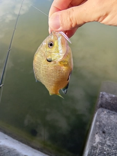 ブルーギルの釣果