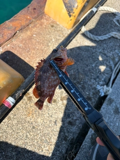 カサゴの釣果