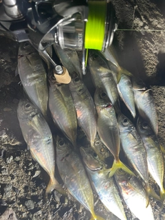 アジの釣果