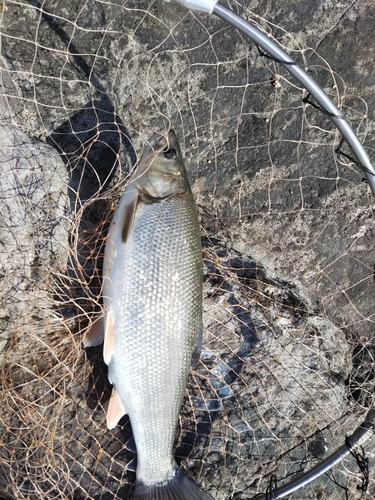 マルタウグイの釣果