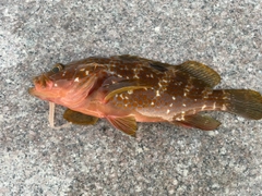キジハタの釣果