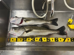 スズキの釣果