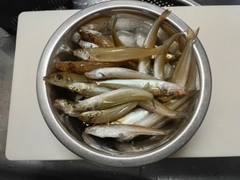 シロギスの釣果