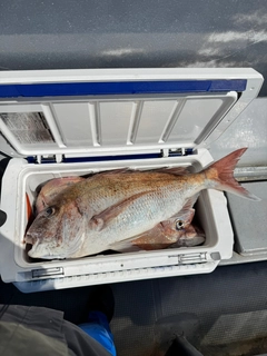 タイの釣果