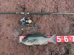 クロの釣果