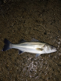 セイゴ（タイリクスズキ）の釣果