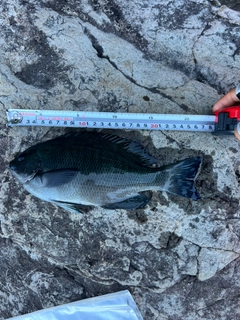 メジナの釣果